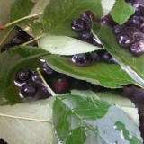 Džem od aronije sa listom trešnje